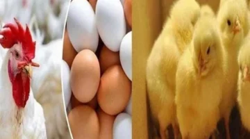 تغيرات جديدة في أسعار الدواجن والفراخ البيضاء والبانيه والبط في مصر السبت